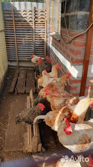 Куры молодки несушки