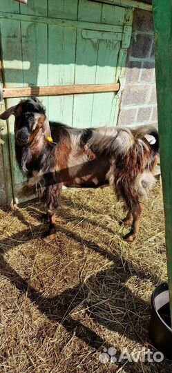 Козел вязка