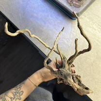 Коряга для аквариума masha blum