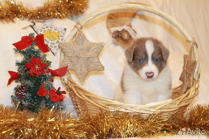 Бордер-колли