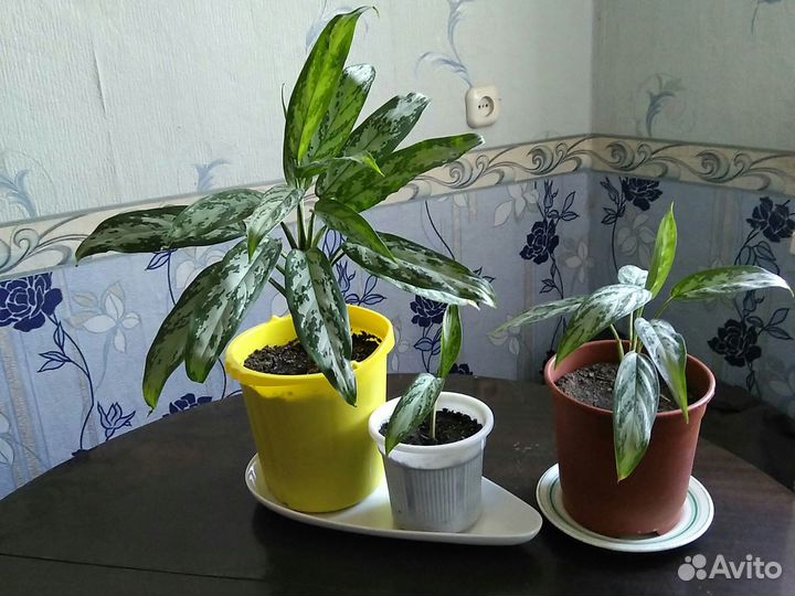 Панданус,китайская роза,аглонема Трейба,спац