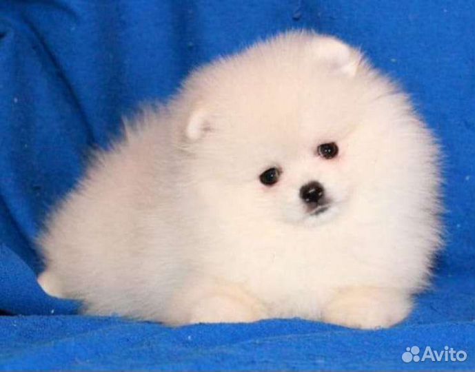 Шпиц мини мишка