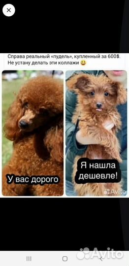 Той-пудель