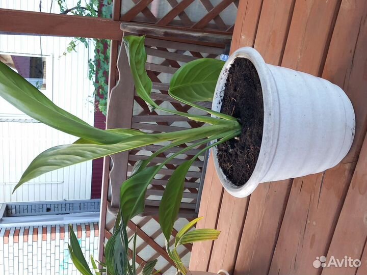 Диффенбахия