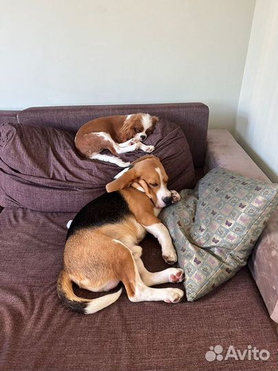 Бигль вязка