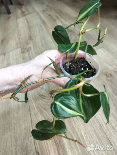 Комнатные цветы