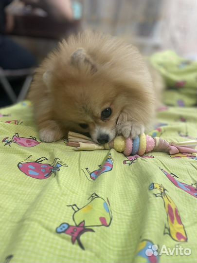 Шпиц. Вязка