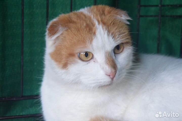 Котик 2 года в добрые руки