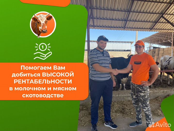 Узи диагностика коров и телок, осеменение