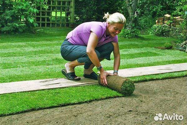 Рулонный газон