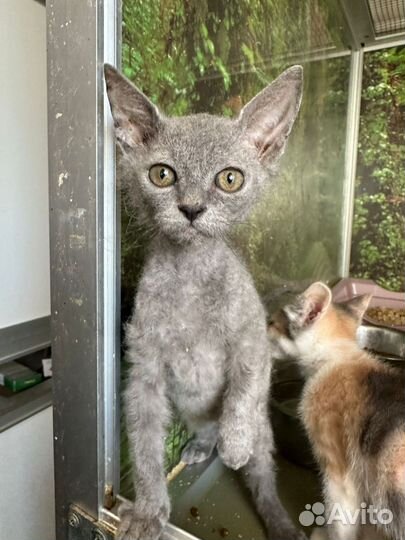 Серый котёнок из приюта бесплатно