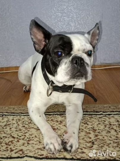 Французский бульдог