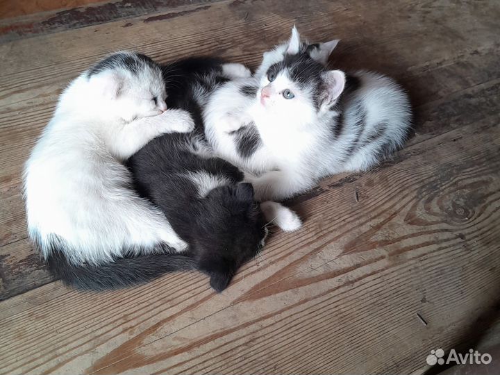 Кошки в добрые руки бесплатно