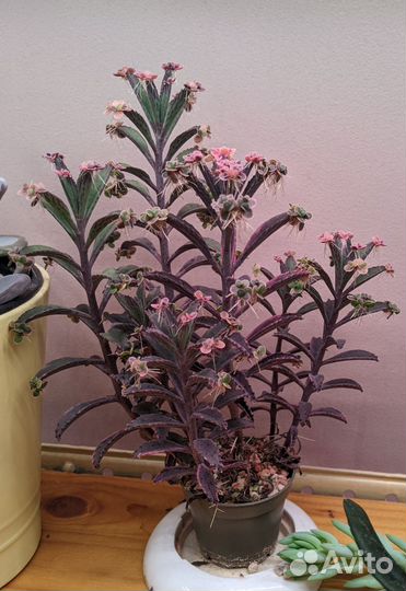 Каланхое розовые бабочки и денежное дерево