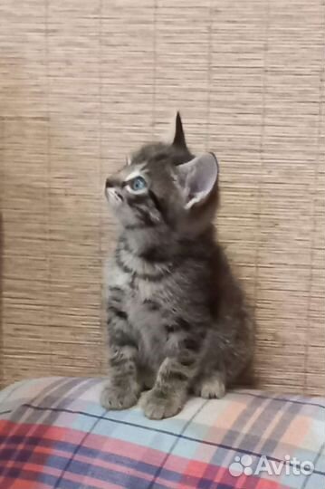 Котята. мальчики и девочка