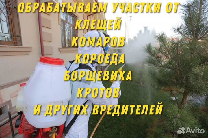 Уничтожение насекомых вывести тараканов