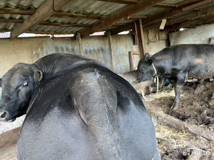 Абердин ангус