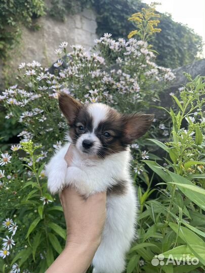 Папийон щенки
