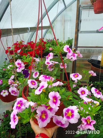 Калибрахоа, Петуния В кашпо