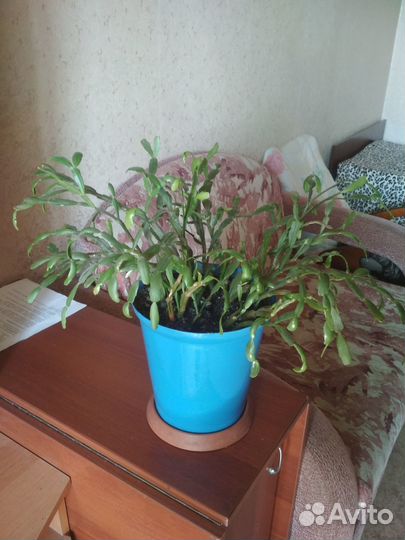 Цветок Декабрист