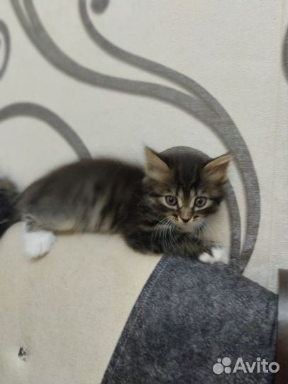 Котики бесплатно в добрые руки