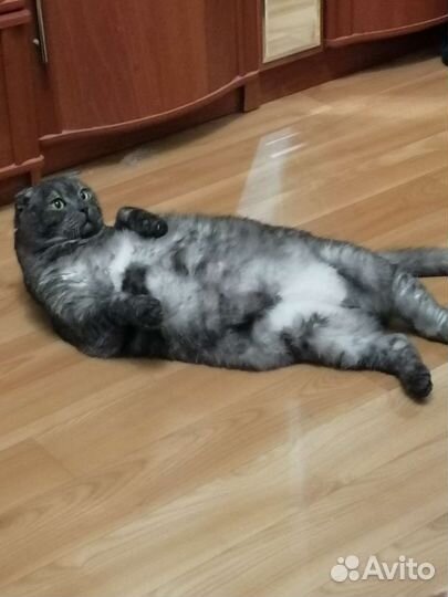 Шотландский вислоухий кот