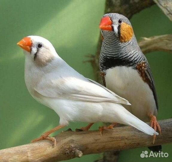 Зебровая Амадина