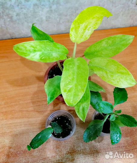 Комнатные растения наборами