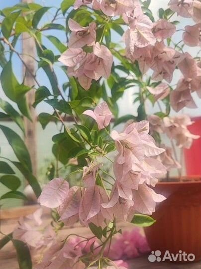 Рассада цветов для сада и дома