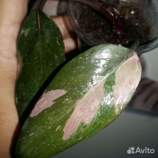 Филодендрон розовая принцесса