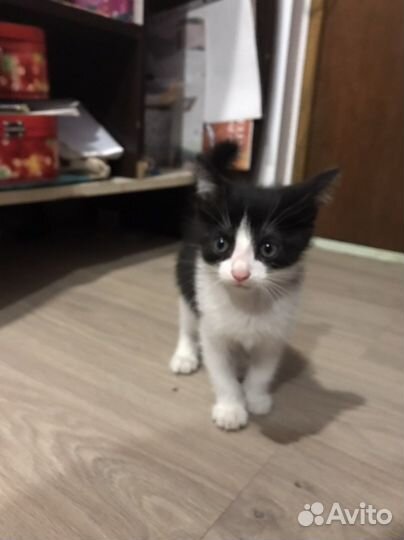 Котятки в добрые руки