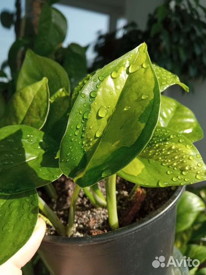 Эпипремнумы и диффенбахии сортовые