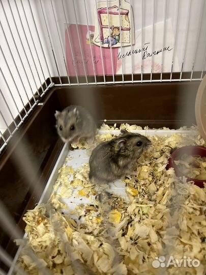 Джунгарский хомяк