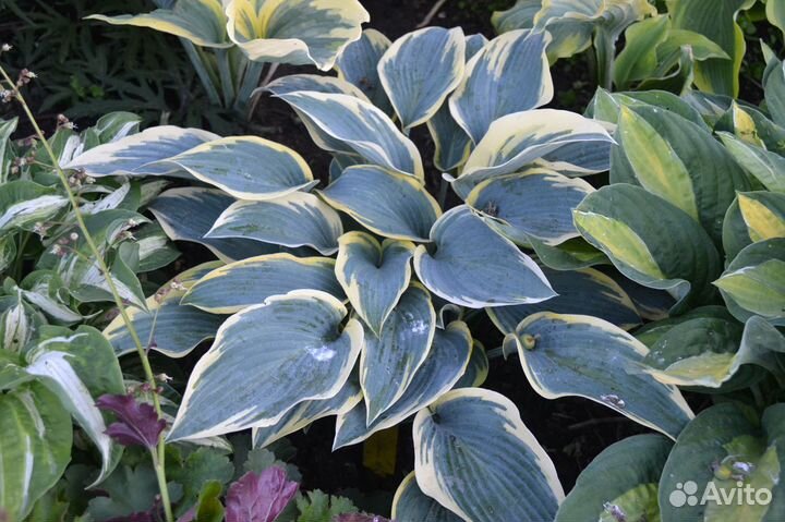 Хосты голубых оттенков