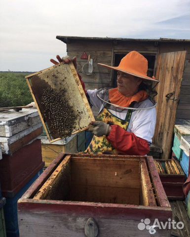 Мед натуральный с личной пасеки