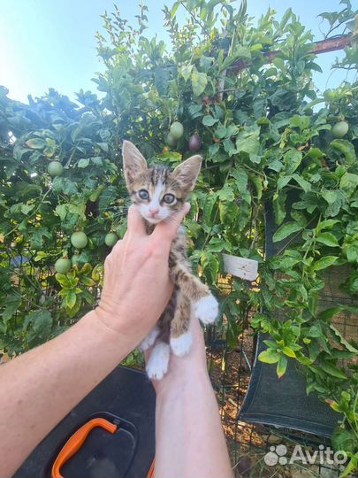 Малышка Мири из Турции ищет маму. забронирована