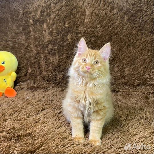 Солнечные мини-рыськи