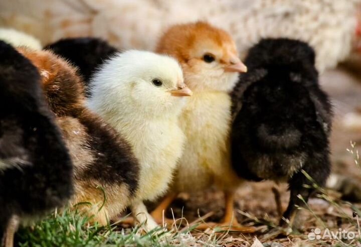 Цыплята разного возраста, индюшата