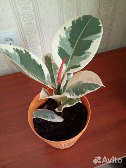 Фикус эластика тинеке