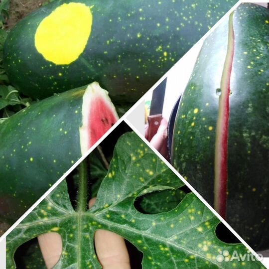Рассада привитых арбузов