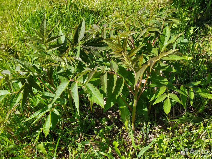 Саженцы сумах оленерогий