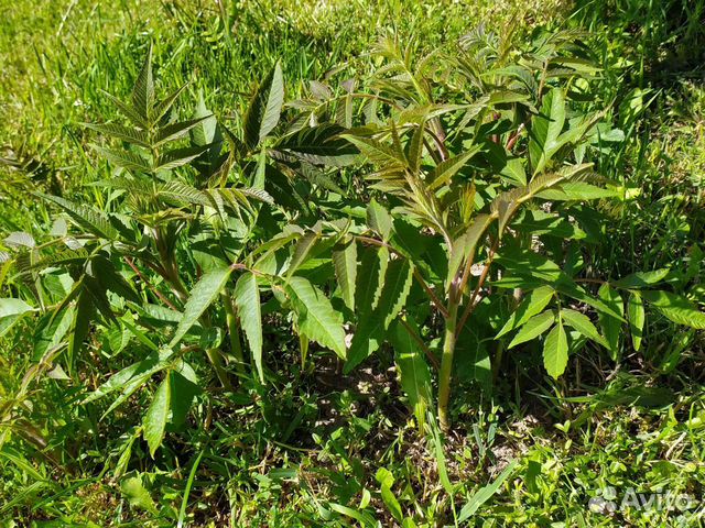 Саженцы сумах оленерогий