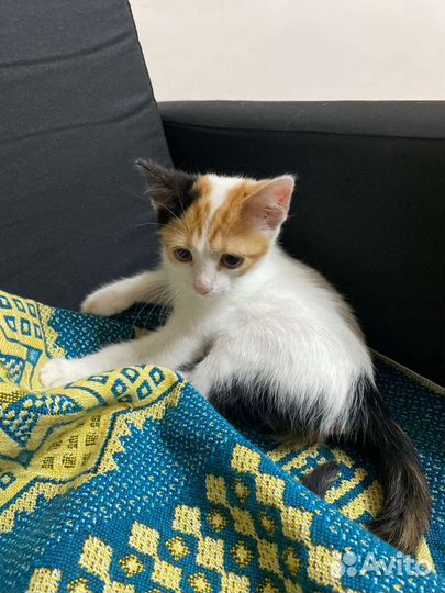 Трехцветное счастье в ваш дом)