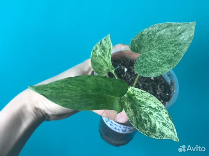 Сансевиерия Лауренти компакта и др. (изм от 26.07)