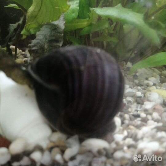 Улитка ампулярии