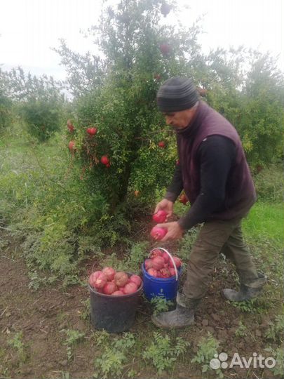 Подвой черенки