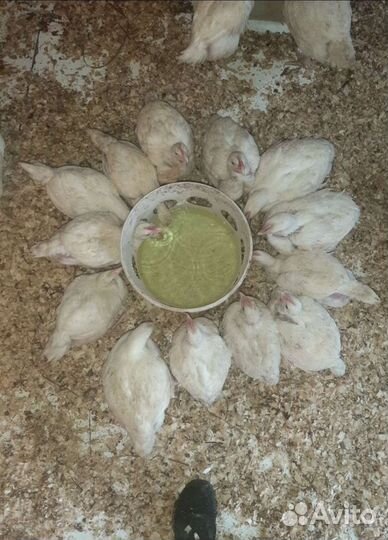 Броллер Разного возраста на весь сезон