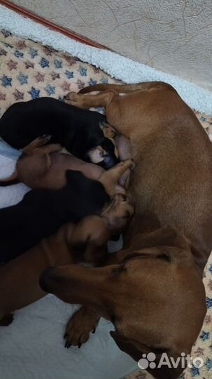 Щенки Карликовая Такса