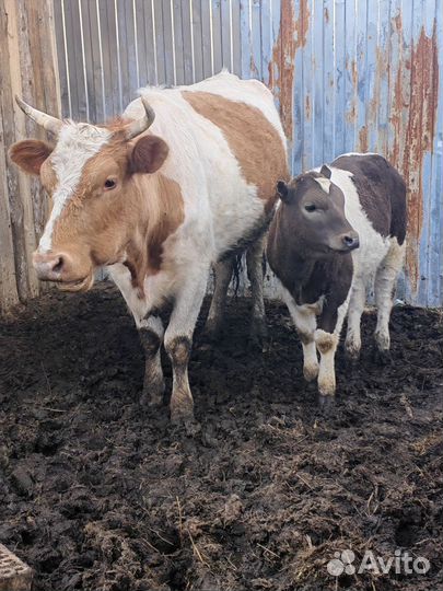 Корова дойная с теленком