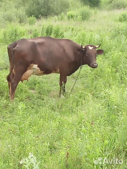 Корова дойная молочного направления, теленок